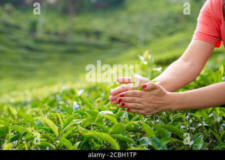 Aus der Nähe sammelt das Mädchen sanft die oberen Teeblätter aus grünen Büschen hoch in den Bergen. Tea Valley Teeproduktion. Stockfoto