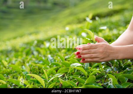 Aus der Nähe sammelt das Mädchen sanft die oberen Teeblätter aus grünen Büschen hoch in den Bergen. Tea Valley Teeproduktion. Stockfoto