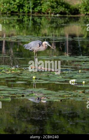 Großer blauer Reiher, der im Teich reflektiert Stockfoto