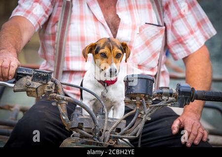 Arbeiten Jack Russell Terrier Hund Assistent sitzt auf landwirtschaftlichen Quad-Bike mit Landwirt. Konzept, im Fahrersitz, an den Steuerungen, Chef sein. Stockfoto