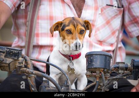 Nahaufnahme Arbeiten Jack Russell Terrier Hund auf landwirtschaftlichen Quad-Bike mit Landwirt Besitzer sitzen. Konzept im Fahrersitz, an den Steuerungen, Chef sein. Stockfoto