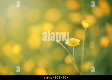 Silberweed, Potentilla anserina gelbe Blume im Gras und mit Sonnenstrahl Lichter Stockfoto