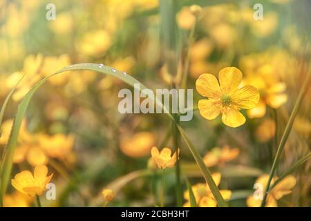 Silberweed, Potentilla anserina gelbe Blume im Gras und mit Sonnenstrahl Lichter Stockfoto