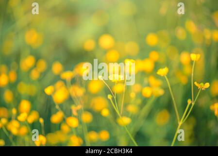 Silberweed, Potentilla anserina gelbe Blume im Gras und mit Sonnenstrahl Lichter Stockfoto