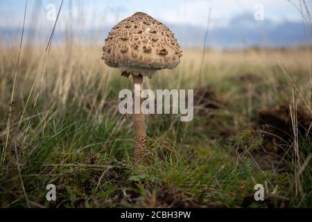 10-18-2019 Hiddensee Insel, Deutschland, gemeinsamer Riesenschirm, Sonnenschirm oder Riesenschirmpilz (Macrolepiota procera) Stockfoto