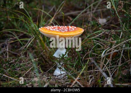 10-18-2019 Hiddensee Island, Deutschland, Fliegenpilz -Amanita Muscaria- im Unterholz im Dünenwald Stockfoto