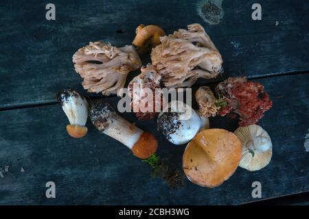 Eine Vielzahl von frisch gepflückten Waldpilzen auf dem Hintergrund eines alten Holztisches Nahaufnahme. Stockfoto
