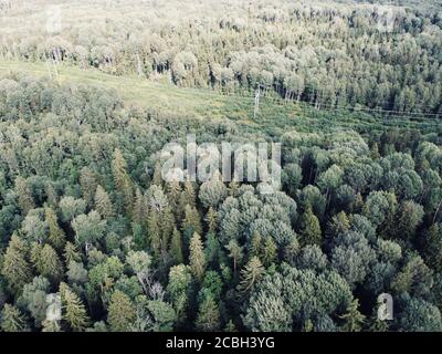 Sommer grün dichten Wald Luftaufnahmen Stockfoto