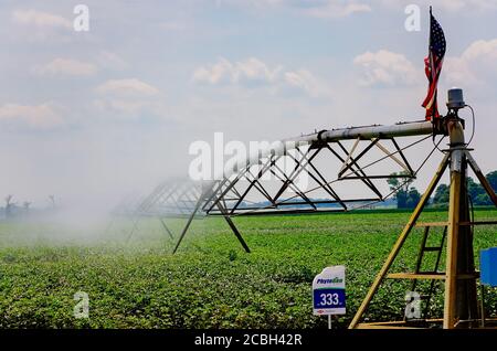 Eine Baumwollernte wird mit einem zentralen Pivot-Sprinkler-Bewässerungssystem im Mississippi-Delta am 9. August 2016 in Clarksdale, Mississippi, bewässert. Stockfoto