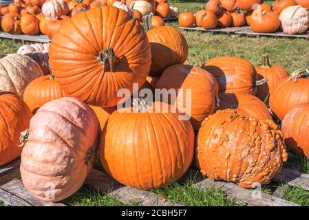 Haufen von großen Kürbissen auf einem Bauernmarkt zu verkaufen An einem sonnigen Tag Stockfoto