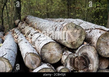 Abgesägt lange graue Baumstämme mit Herbstblättern gestapelt Oben vor dem grünen Laubwald Stockfoto
