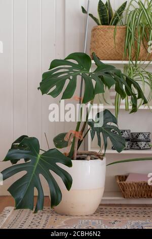 Große Indoor-Topfpflanze Monstera in weißem Raum Stockfoto