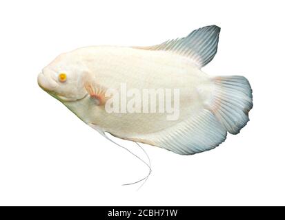 Gourami Fisch isoliert auf weißem Hintergrund Stockfoto