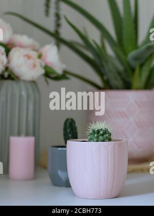 Zwei kleine Kaktuspflanzen in rosa und grauen Töpfen Mit Aloe Vera und Pfingstrosen im Hintergrund Stockfoto