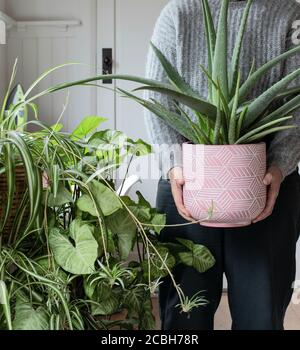 Zwei kleine Kaktuspflanzen in rosa und grauen Töpfen Mit Aloe Vera und Pfingstrosen im Hintergrund Stockfoto