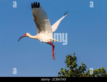 Ein amerikanischer weißer Ibis im Flug. Es wird von North Carolina über die Golfküste der Vereinigten Staaten im Süden durch die meisten Küstentropen gefunden. Es ist ein mittelgroßer Vogel mit einem allgemeinen weißen Gefieder, leuchtend rot-orange unten gekrümmten Schnabel und langen Beinen und schwarzen Flügelspitzen, die normalerweise nur im Flug sichtbar sind. Gesehen in einem Sumpf in Cameron Parish, Louisiana. Stockfoto