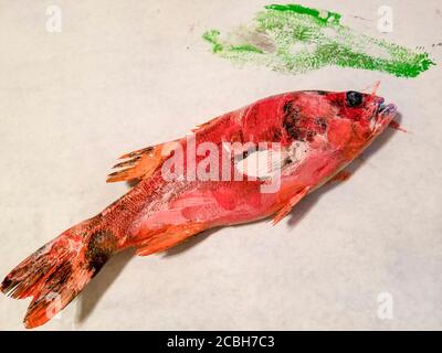 Malerei (real) gestreiften Bass, um ein stenciled Kunstwerk auf Papier bei Arts' Desire in Lake Charles zu machen. Man malt den Fisch, überträgt das Bild (wie eine Schablone) auf Papier, Holz, Keramik. Es ähnelt einer traditionellen japanischen Kunst namens Gyotaku. Stockfoto