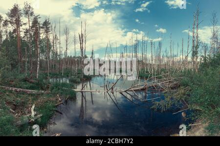 Überschwemmter Wald. Baumstämme von Birken im Wasser. Überwucherter Wald. Panoramablick Stockfoto