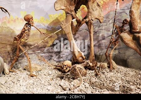 Ausstellung von menschlichen Skeletten, die Mammut jagen, im Museum Stockfoto