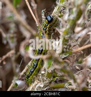 Ostasiatische Kistenhecke Raupe frisst sich durch eine Kistenhecke und hinterlässt ein Tuch aus Gurtband, hinter dem sie sich vor Raubtieren verbirgt. Stockfoto