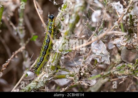 Ostasiatische Kistenhecke Raupe frisst sich durch eine Kistenhecke und hinterlässt ein Tuch aus Gurtband, hinter dem sie sich vor Raubtieren verbirgt. Stockfoto