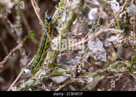 Ostasiatische Kistenhecke Raupe frisst sich durch eine Kistenhecke und hinterlässt ein Tuch aus Gurtband, hinter dem sie sich vor Raubtieren verbirgt. Stockfoto