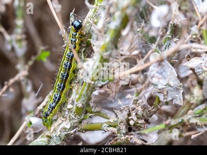 Ostasiatische Kistenhecke Raupe frisst sich durch eine Kistenhecke und hinterlässt ein Tuch aus Gurtband, hinter dem sie sich vor Raubtieren verbirgt. Stockfoto