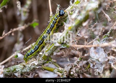 Ostasiatische Kistenhecke Raupe frisst sich durch eine Kistenhecke und hinterlässt ein Tuch aus Gurtband, hinter dem sie sich vor Raubtieren verbirgt. Stockfoto