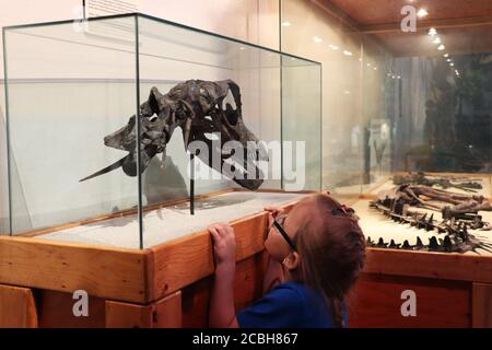 Kind bewundert einen Dinosaurierschädel in einer Vitrine im Museum in Lehi, Utah Stockfoto