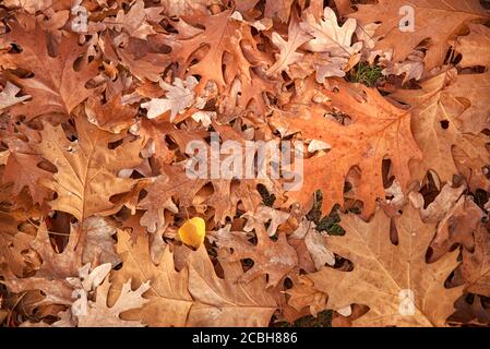 Herbst Eichenlaub Hintergrund Oberfläche zur Festlegung unter die Füße in den tiefen Herbst fallen Stockfoto