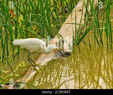 Snowy Egret (Egretta thula) untersucht Wasser für kleine Fische in Feuchtgebieten Sumpf, Bluff Lake Nature Preserve, Denver Colorado USA. Stockfoto