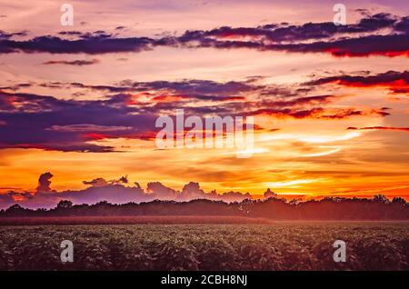 Die Sonne untergeht über einem Feld in Bolivar County im Mississippi Delta, 10. August 2020, in Cleveland, Mississippi. Stockfoto