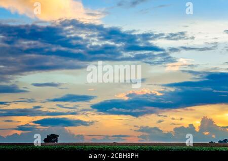 Die Sonne untergeht über einem Feld in Bolivar County im Mississippi Delta, 10. August 2020, in Cleveland, Mississippi. Stockfoto