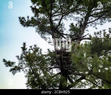 Bald Eagle auf der Jagd nach Eaglet Stockfoto