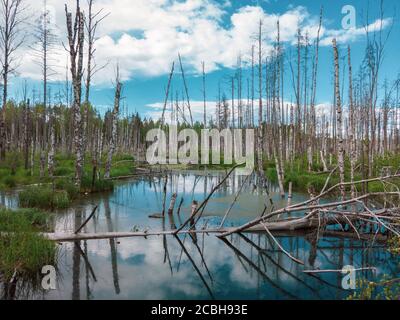 Überfluteter Wald. Baumstämme von Birken im Wasser. Überwucherter Wald. Naturlandschaft Stockfoto