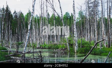Überfluteter Wald. Baumstämme von Birken im Wasser. Überwucherter Wald. Naturlandschaft Stockfoto