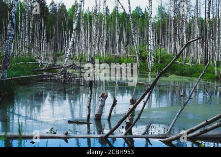 Überfluteter Wald. Baumstämme von Birken im Wasser. Überwucherter Wald. Naturlandschaft Stockfoto