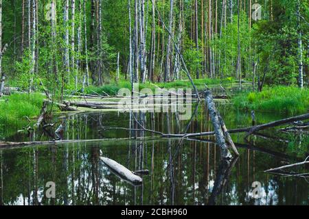 Überfluteter Wald. Baumstämme von Birken im Wasser. Überwucherter Wald. Naturlandschaft Stockfoto