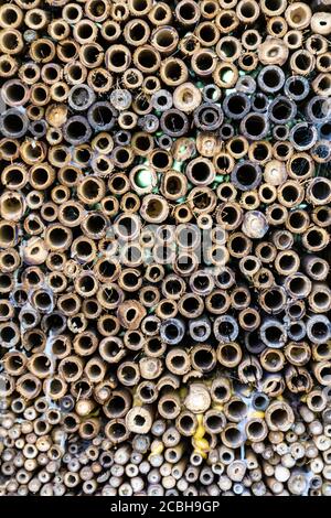 Nahaufnahme eines Insektenhotels in einem Londoner Park Stockfoto