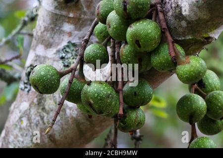 Grüne Wildkautschukfeige (Ficus polita) Stockfoto