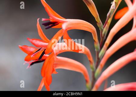 Lebendiger Sommer Watsonia Blütenstiel (Watsonia pillansii) Stockfoto