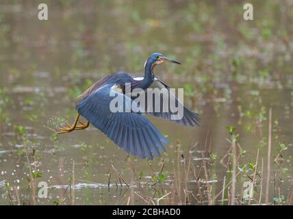 Tricolored Reiher im Flug Stockfoto