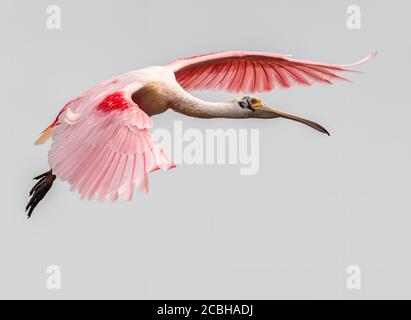 Rosige Löffler im Flug Stockfoto