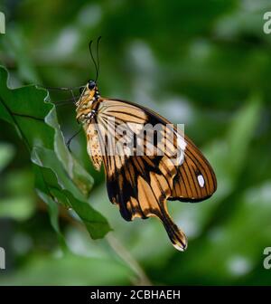 Mocker Schwalbenschwanz Schmetterling Stockfoto