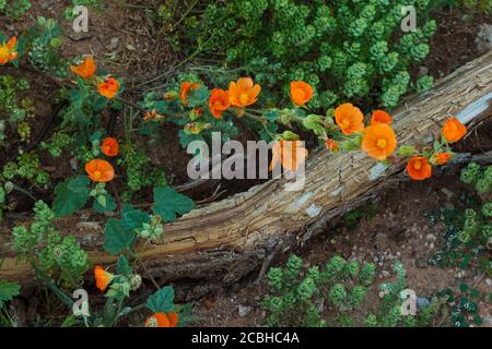 Organpipe Cactus National Monument AZ / MÄRZ Stillleben aus der Nähe Von Globemallow auf dem Wüstenboden bei Pozo Nuevo zugänglich Vom Puerto Blanco Dri Stockfoto