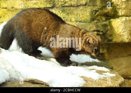 Fisher hält im Schnee inne. Stockfoto