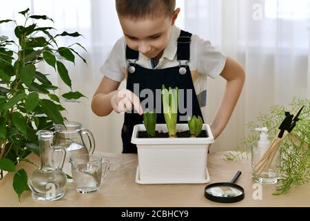 Ein Kind in einem aufgeräumten Arbeitsplatz das Wachstum der gepflanzten Hyazinthe. Zeigt mit dem Finger auf die blühende Blume links. Stockfoto