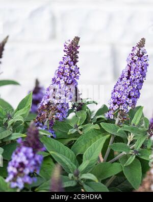 Junge lila Blüten eines Schmetterlingsbusches, Buddleja davidii, 'Pugster Blue', in Kansas, USA. Stockfoto