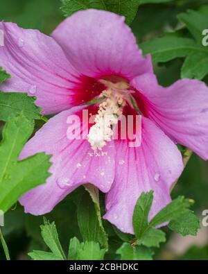 Rose von Sharon rosa Blume Nahaufnahme, Althea, Hibiscus syriacus, USA Stockfoto