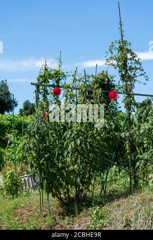 Hibiscus mutabilis blühend, Isehara Stadt, Kanagawa Präfektur, Japan Stockfoto